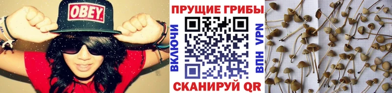 Галлюциногенные грибы MAGIC MUSHROOMS  купить наркоту  площадка телеграм  Котельниково 